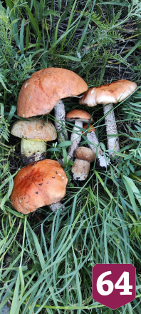 На Кумысной поляне Саратова в мае пошли белые грибы